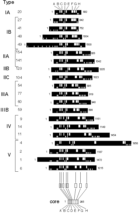 Core sequences in 20 P-type ATPases