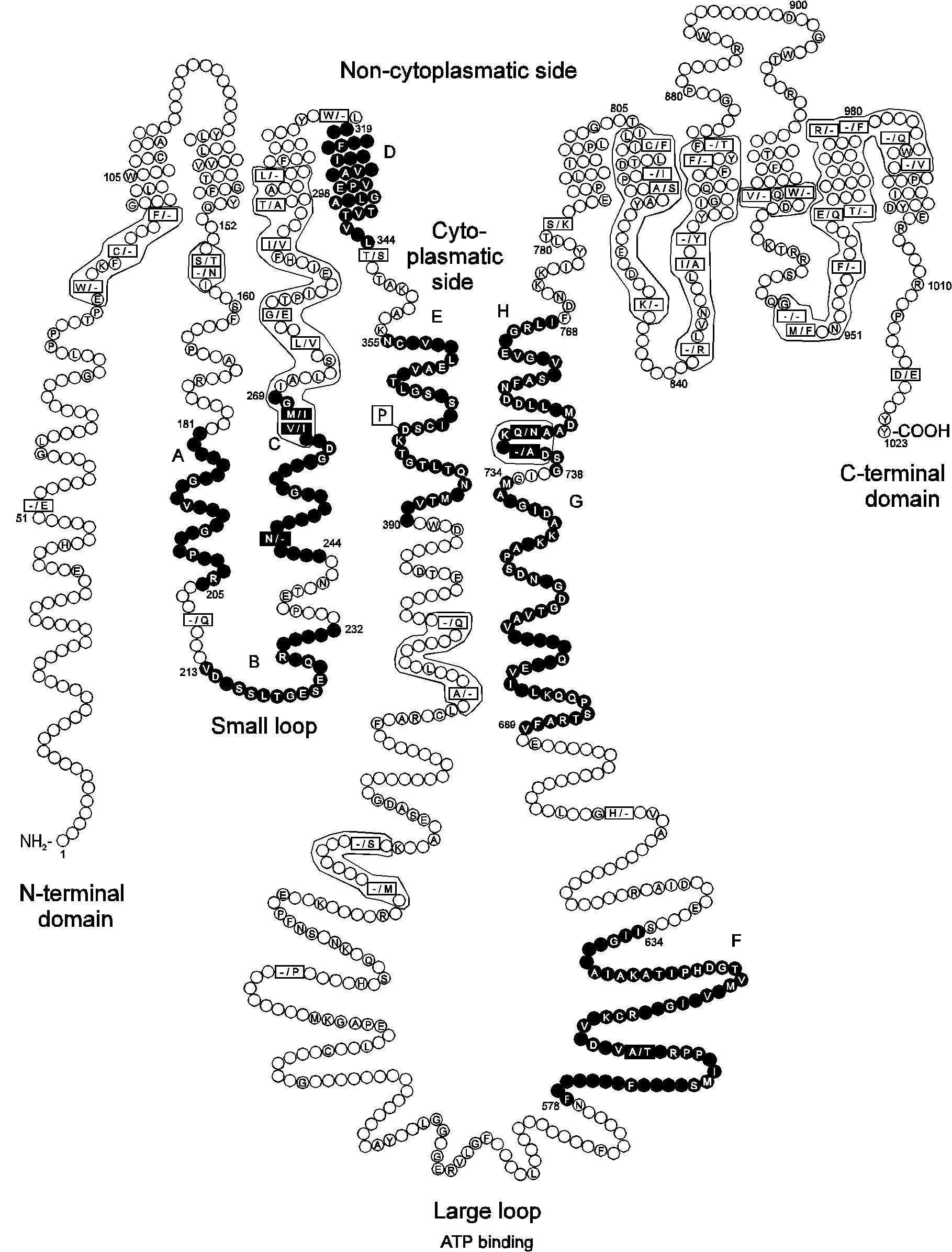 Schematic figure of a type IIC ATPase